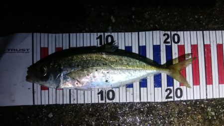 足で稼ぐ遠投アジング